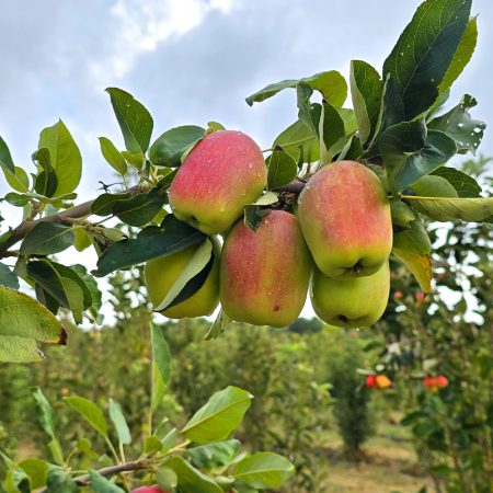 Wambugu Apples
