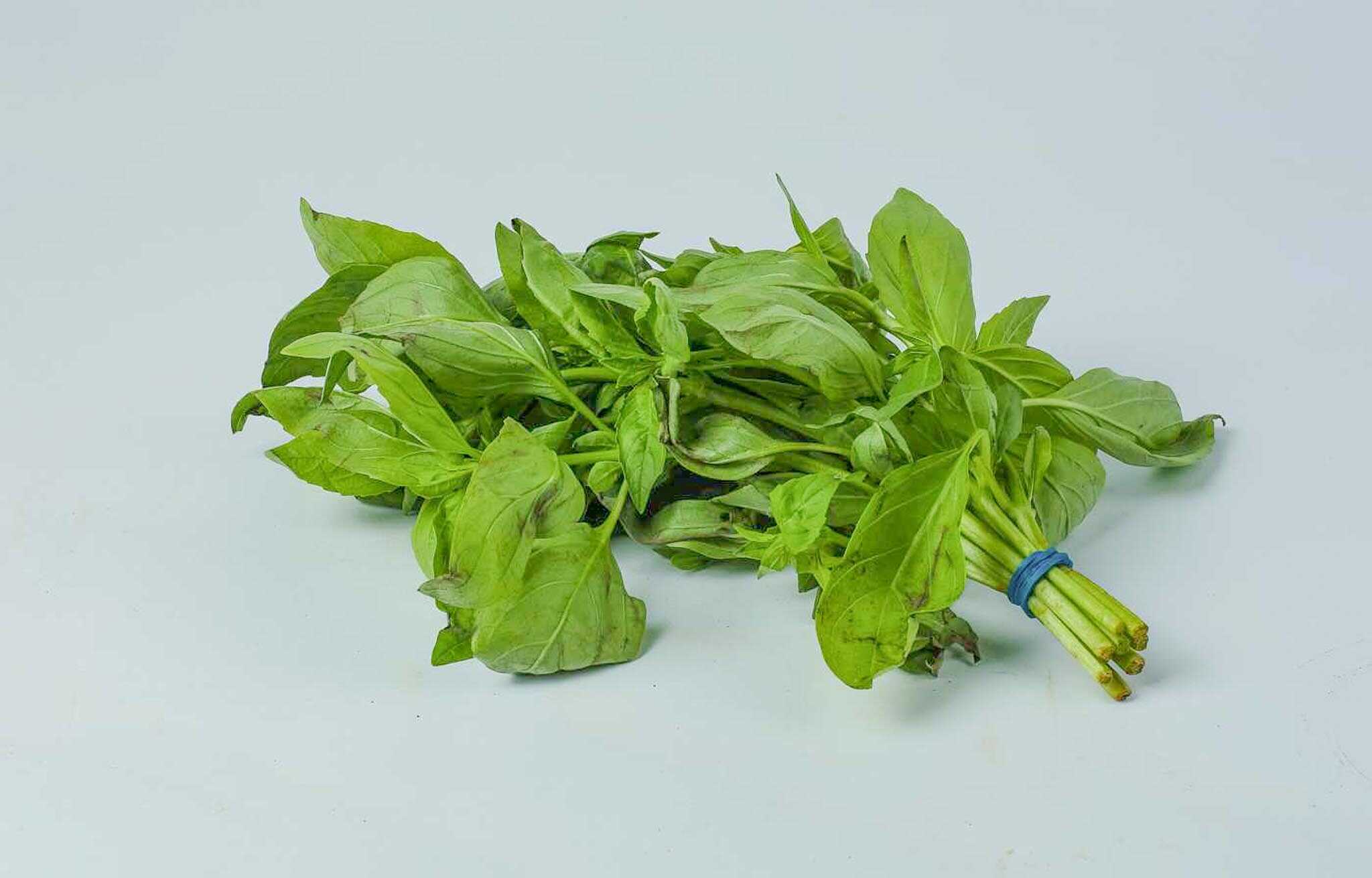Basil