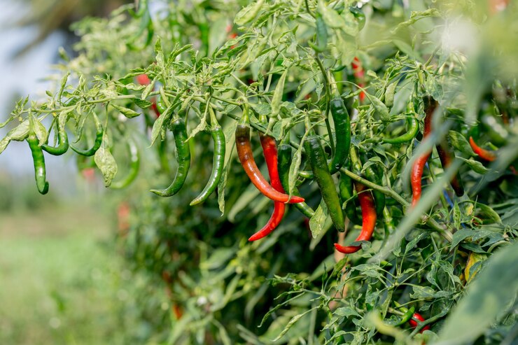 Organic Chilli Export Project