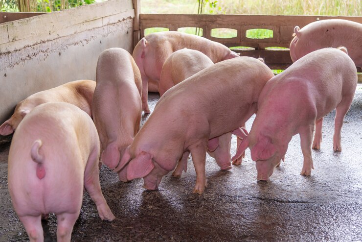 Integrated Pig Farming with Feed Production