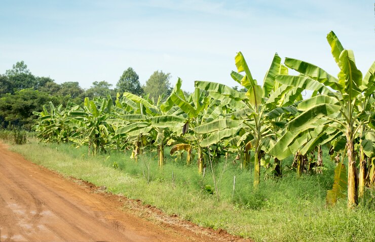 Premium Plantain Project