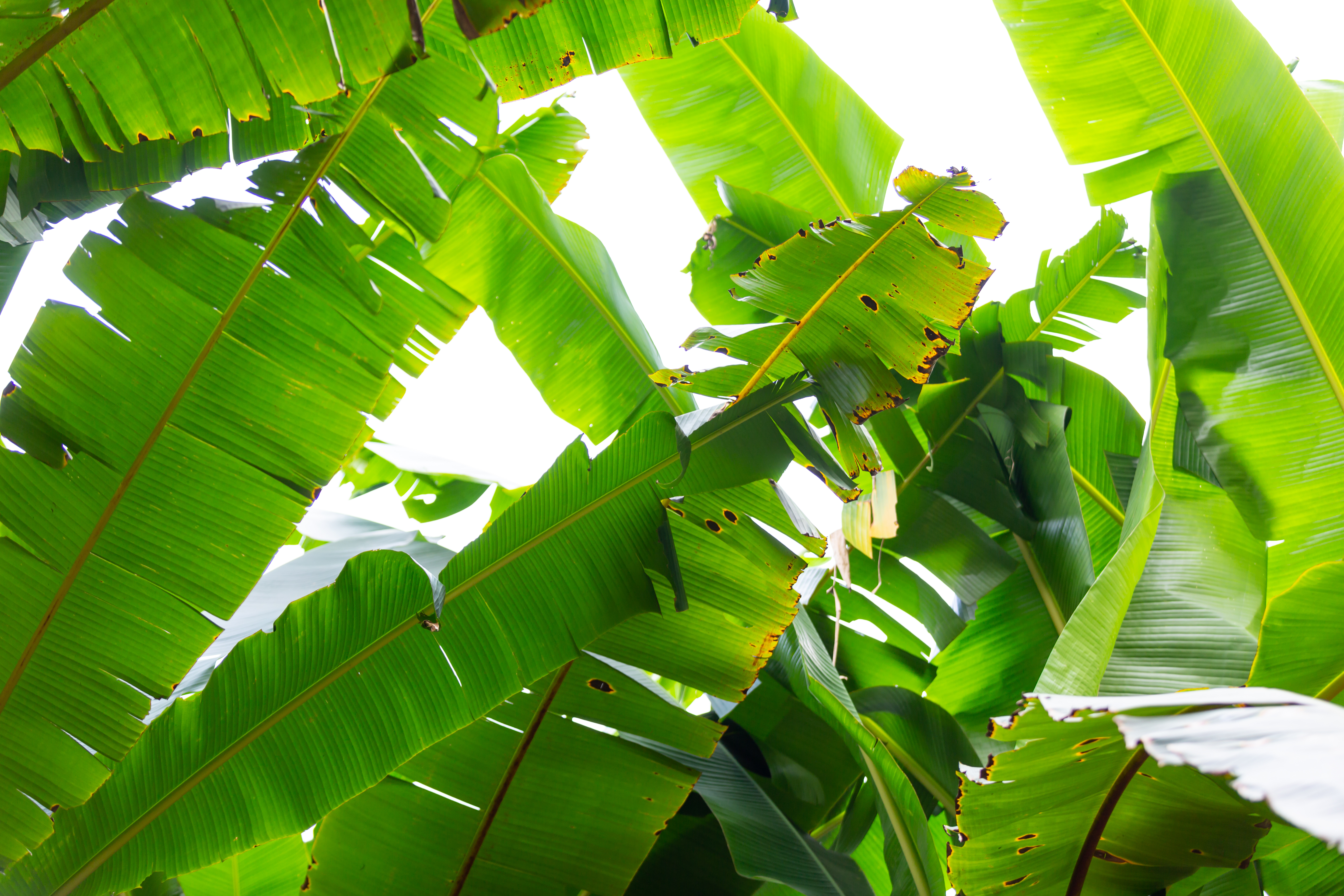 Plantain
