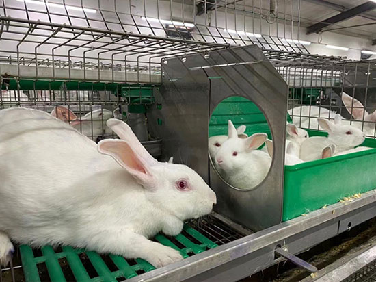 Giant Canadian Rabbit Export Enterprise