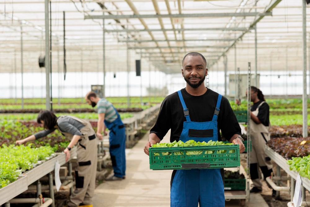 A farmer using the Kamili platform in a modern greenhouse